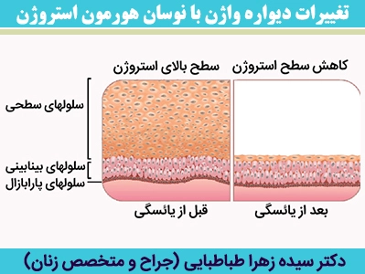 تغییرات-دیواره-واژن-با-نوسان-هورمون-استروژن