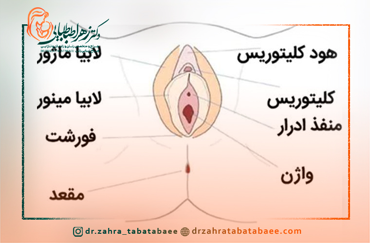 ژل به کدام ناحیه واژن تزریق می شود؟